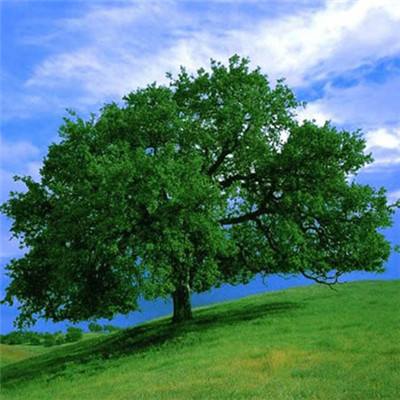 星空app官方版app下载